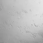 XStone -Texture - Travertin Rustic