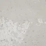 Xstone-Color-: Light Pebble Grey